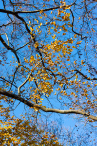 Berlin, Wannsee, Herbststimmung, Buche mit letztem Laub Berlin, Wannsee, Herbststimmung, Buche mit letztem Laub